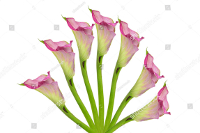 Розовые каллы