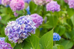 Голубые гортензии