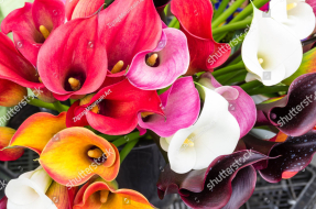 Разноцветные каллы