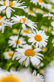 Ромашковое поле