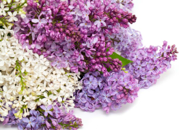 Разноцветная сирень