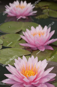 Лилии на воде