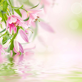 Лилии над водой