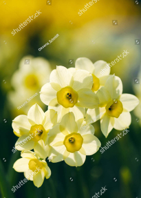 Яркие нарциссы