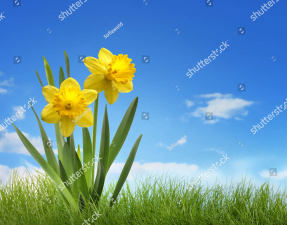 Нарциссы на фоне неба