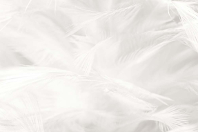 Белые перья