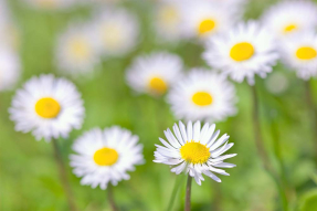 Ромашки в поле