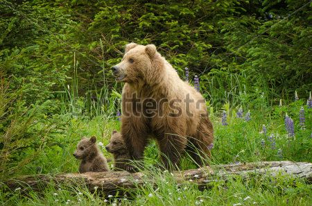 Медведица с медвежатами
