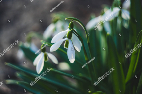 Подснежники