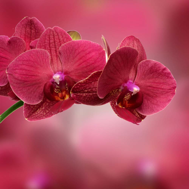 Бордовые орхидеи