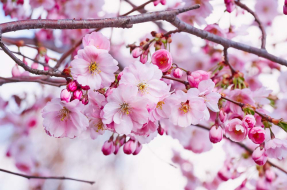 Нежные цветы сакуры