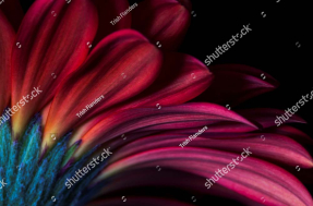 Яркий цветок герберы