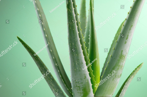 Алое вера