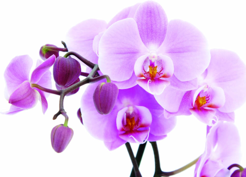 Розовые орхидеи 360х260 Сатин