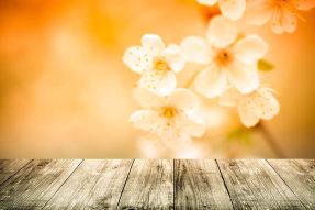 Оранжевая сакура