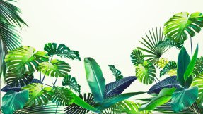 Яркие листья