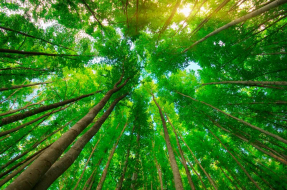 Вид снизу из леса