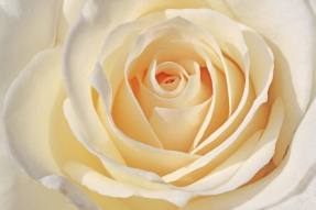 Бежевая роза