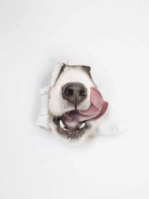 Картины Мордочка собаки