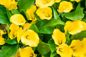 Желтые каллы