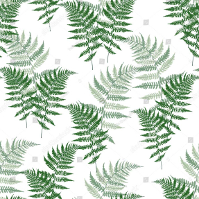 Листья папоротника