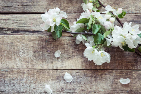 Ветка сакуры