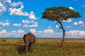 Семья слонов