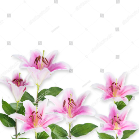Розовые лилии