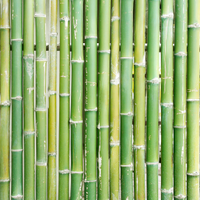 Бамбук
