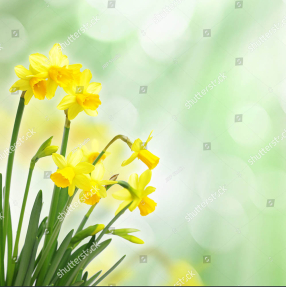 Весенние нарциссы
