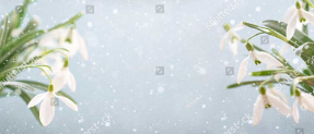 Фон с подснежниками