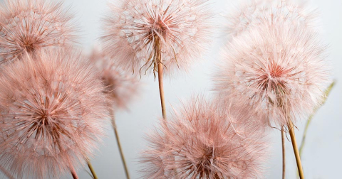 Розовые кульбабы Розовые кульбабы