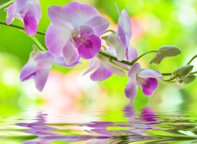 Орхидеи над водой