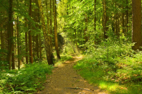 Тропинка в лесу