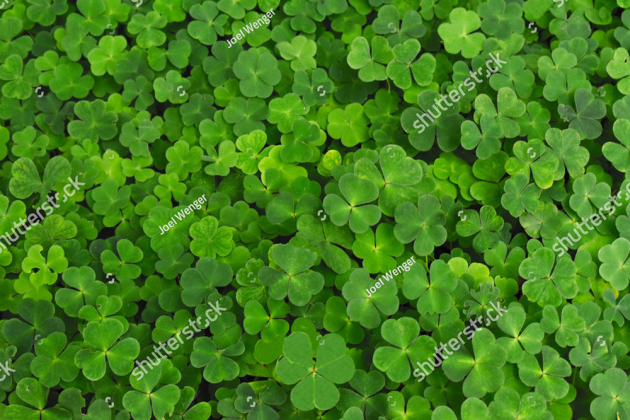 Листочки клевера