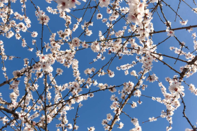 Белые цветы вишни