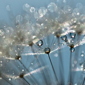 Зонтики одуванчика