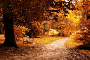 Осенний лес