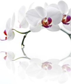 Белые орхидеи