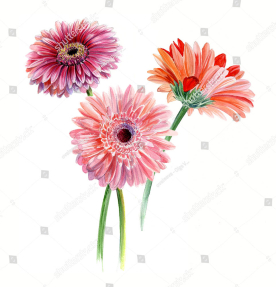 Акварельные герберы