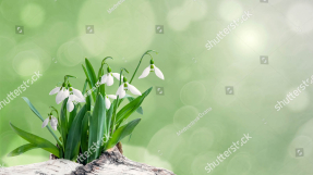 Подснежники