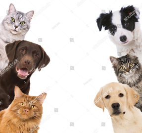 Кошки и собаки