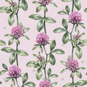 Клевер на пудровом фоне