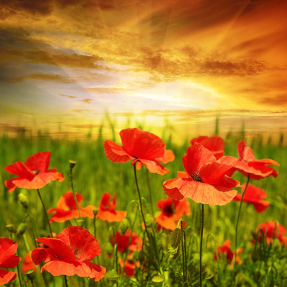 Маковое поле