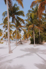 Пальмы на пляже