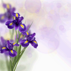 Ирисы