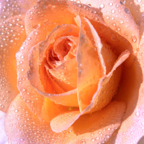 Роза крупным планом