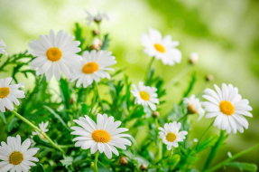 Весенние ромашки