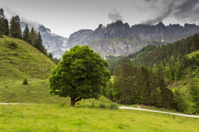 Альпийский луг