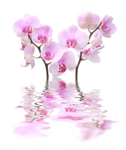 Ветки орхидей в воде